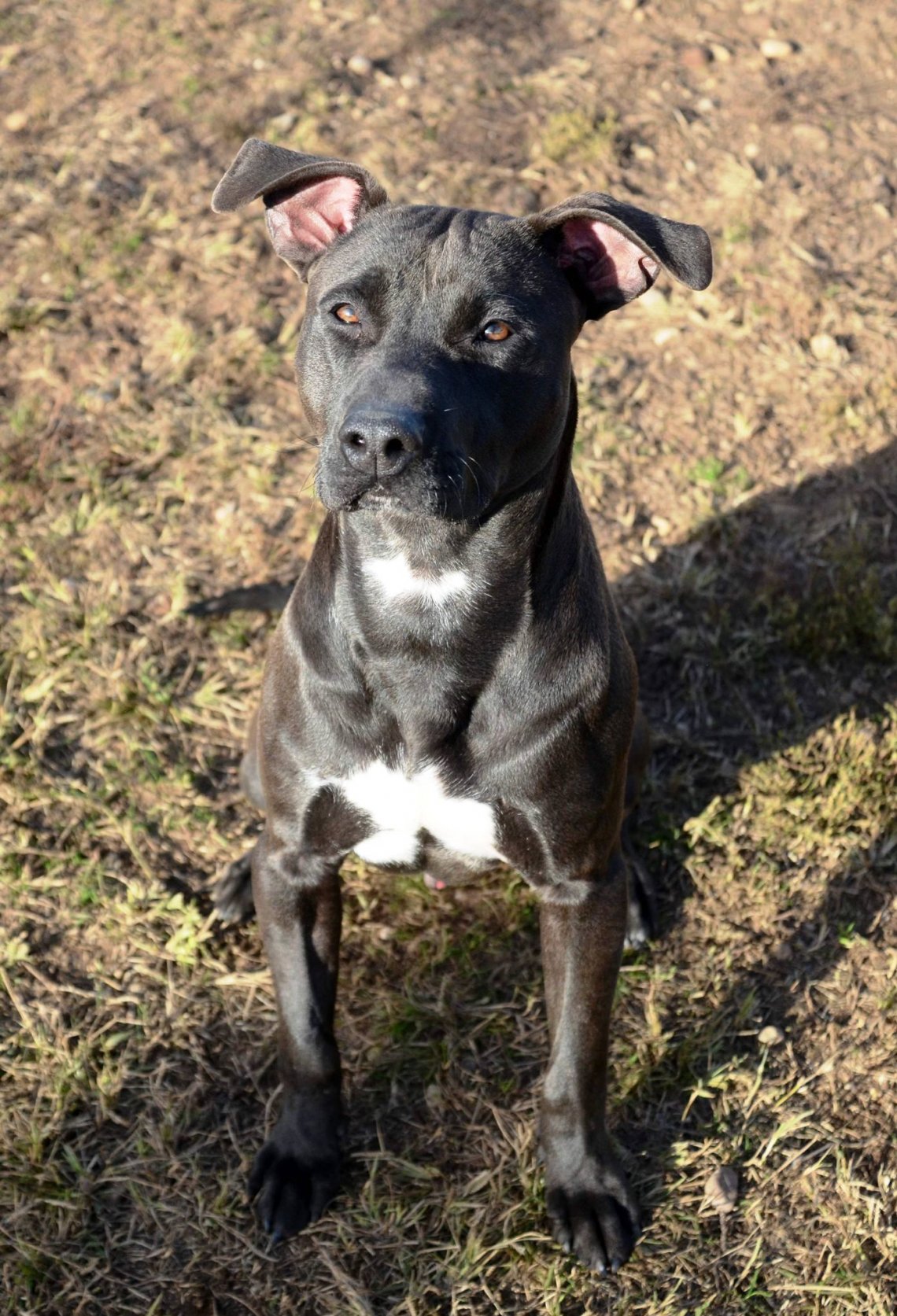 Simpy, il cane legato alla catena e senza microchip ora è salvo e cerca ...