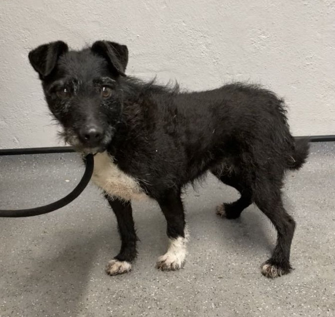 L'incredibile storia di Rose, il cane che ha vissuto nel bosco 6 anni ...