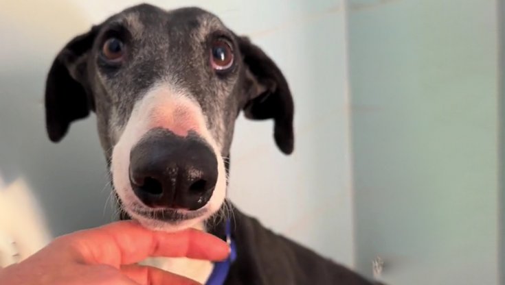 Targhetta 'Attento Al Cane' Con Levriero Galgo – Cartello In PVC 3mm Per Esterno, Prodotto In Francia (15,5 X 11 Cm)