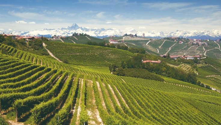 I vigneti dell'Alta Langa&nbsp;
