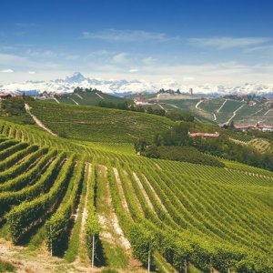 Sette vini per un Capodanno piemontese