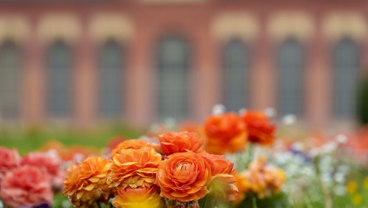 I fiori del ranuncolo