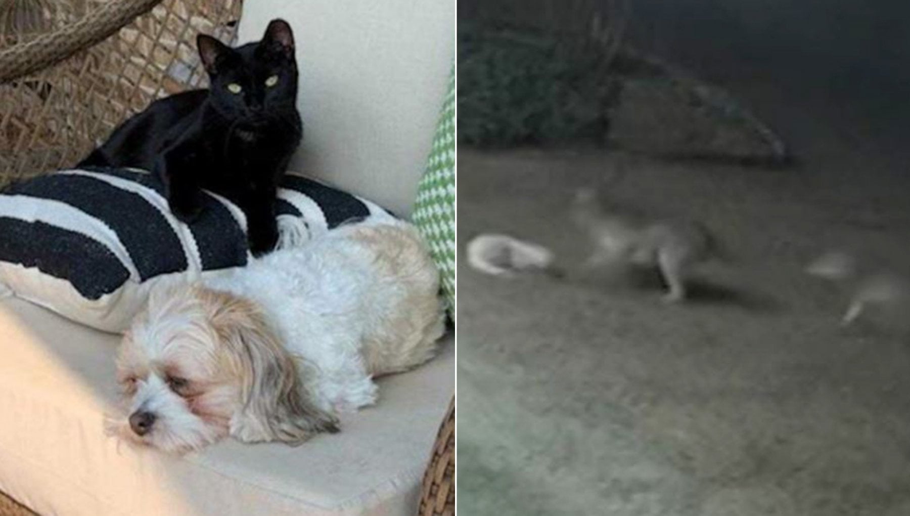 Un cane viene attaccato da due coyote nel giardino di casa, ma il gatto ...