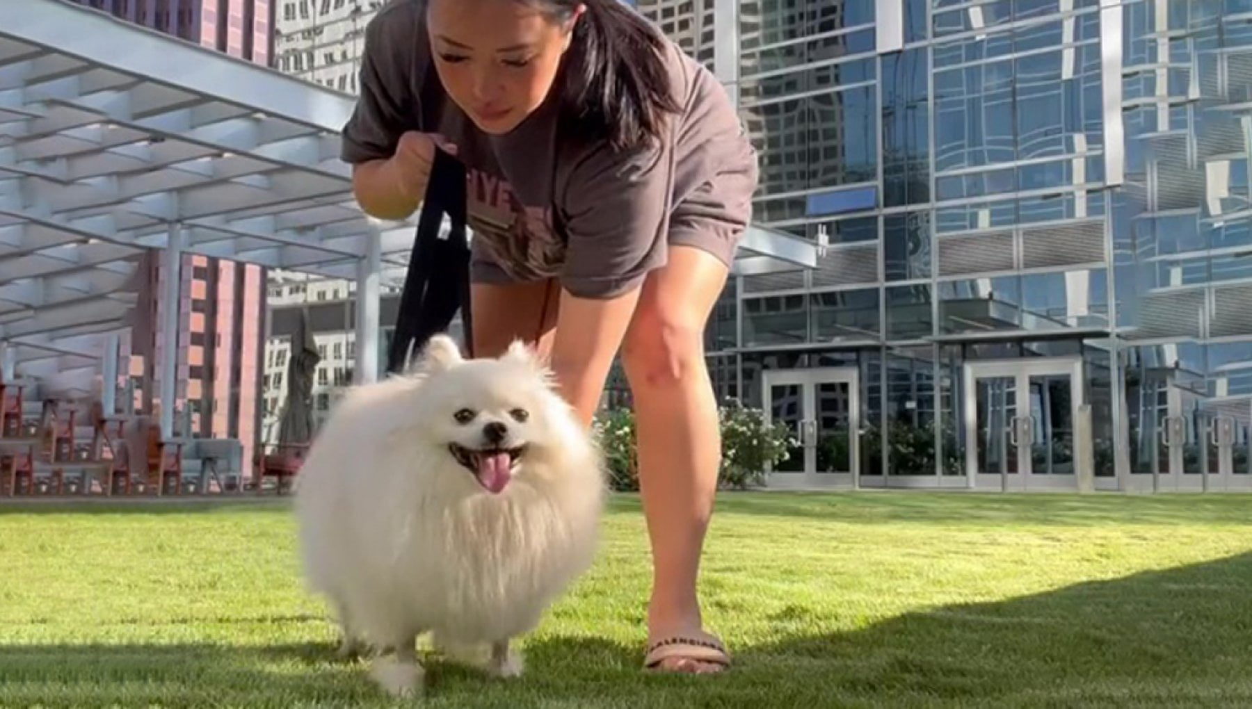 L'emozionante storia di Nimbus, il cane Pomerania che è tornato a ...