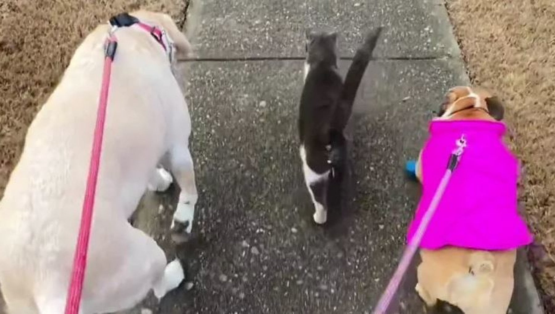 Ogni giorno Oliver, il gatto del vicino, accompagna due cani a ...