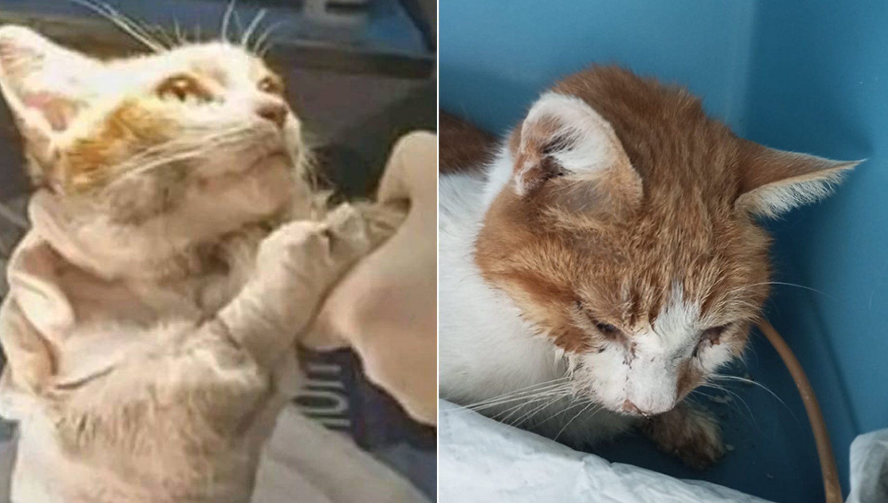 L'autopsia conferma: il gatto Leone ad Angri è stato scuoiato vivo. In