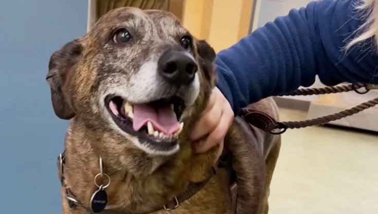 Il commovente lieto fine di Ajax, il cane che ha vegliato per giorni il ...