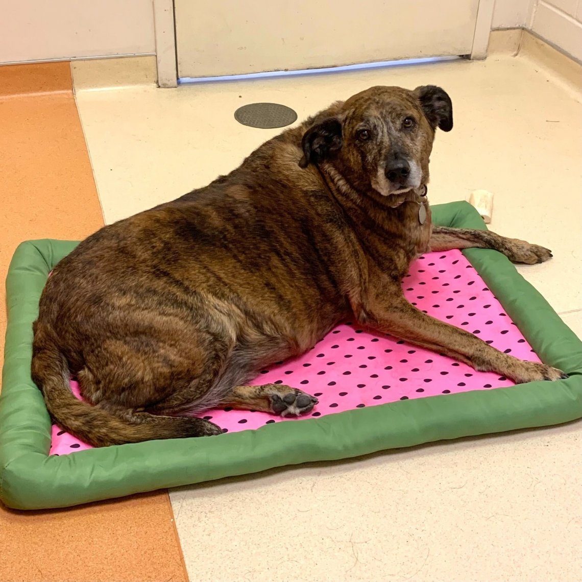 Il commovente lieto fine di Ajax, il cane che ha vegliato per giorni il ...