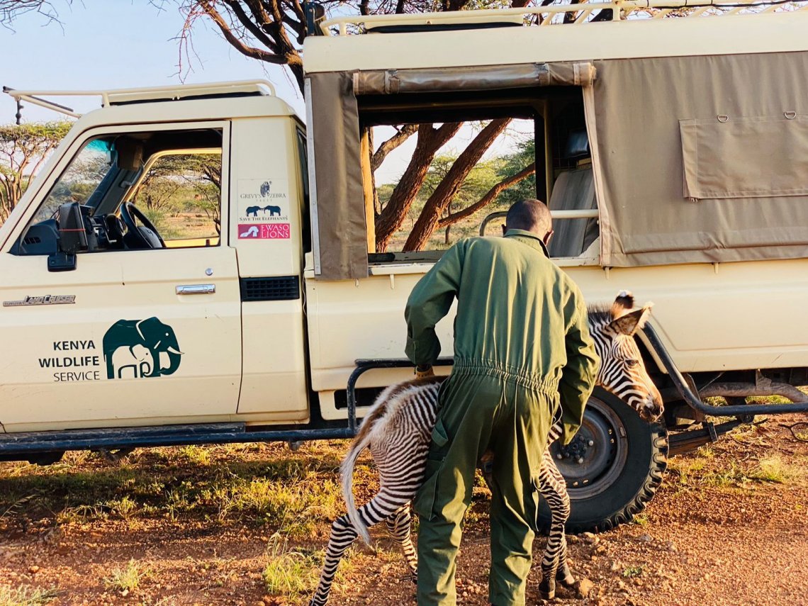 Zebra Rep Kenya, salvato dai ranger un raro cucciolo di zebra intenta a nutrirsi ...