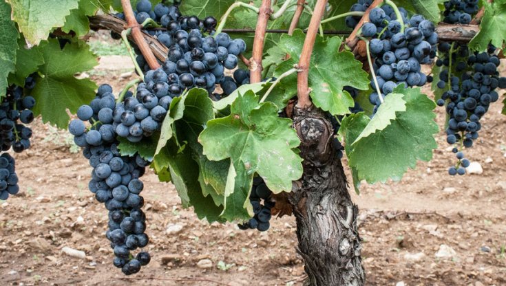 All'ombra del vulcano, 800 ettari nella culla dell'Aglianico del Vulture