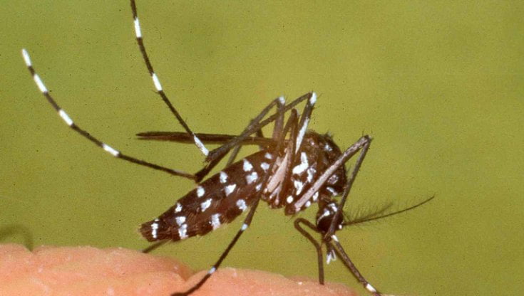 Malattie tropicali dimenticate, oltre la metà presenti anche in Italia
