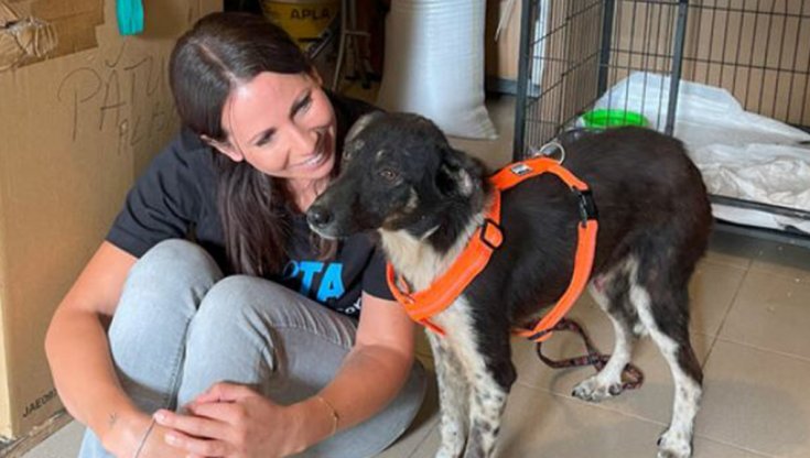 Eddy, il cucciolo di cane denutrito e abbandonato in strada viene ...