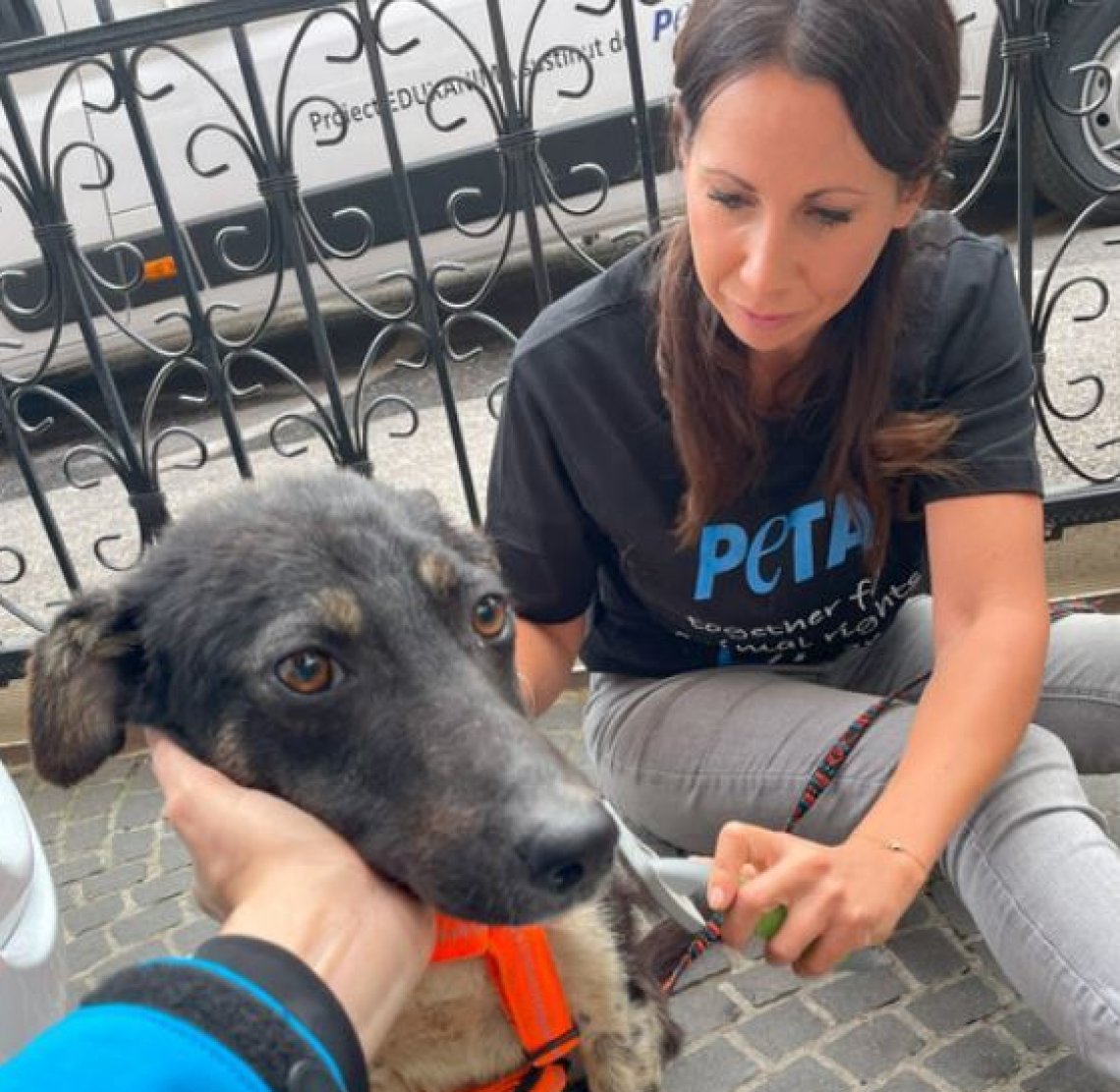 Eddy, il cucciolo di cane denutrito e abbandonato in strada viene ...