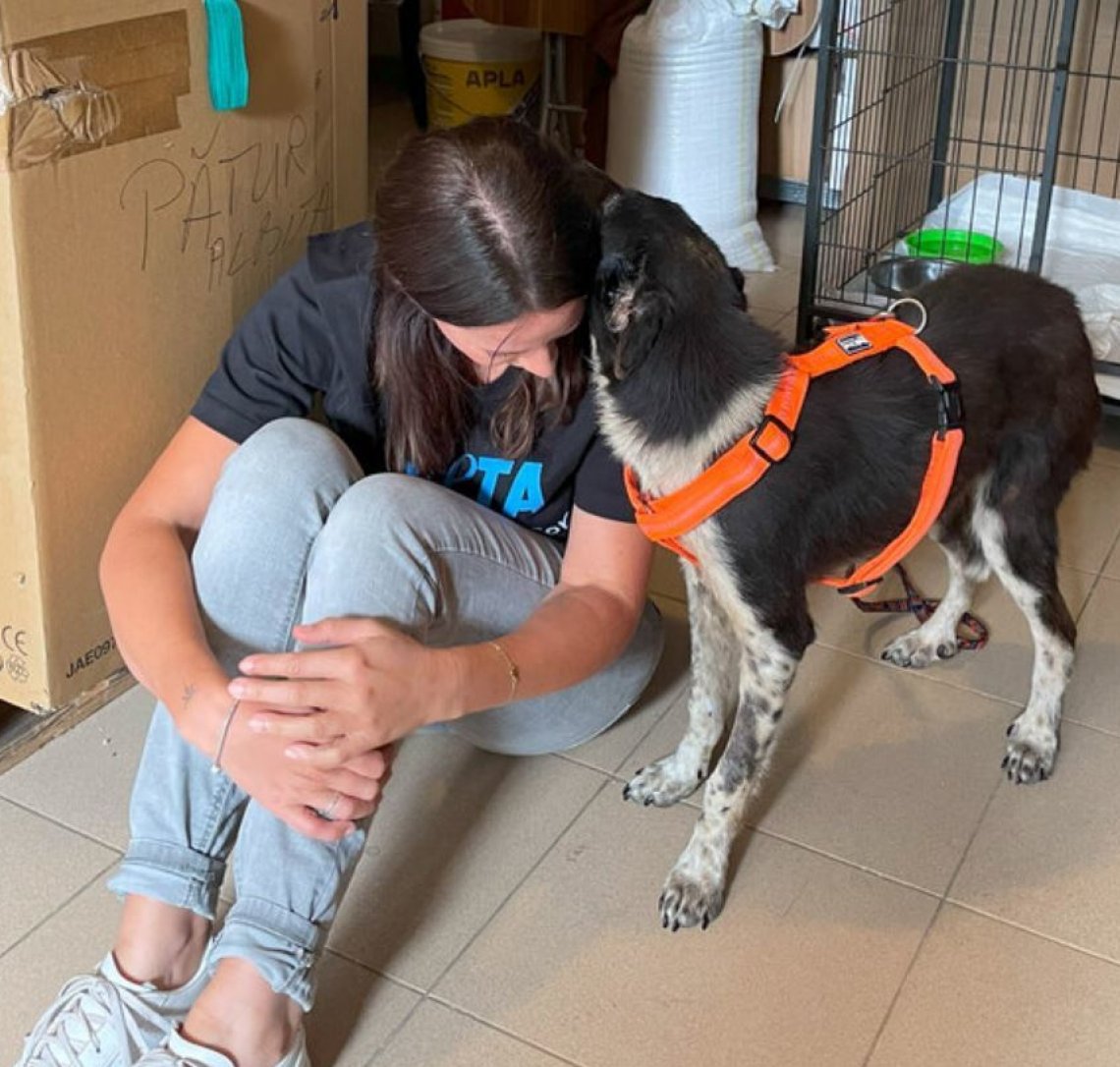 Eddy, il cucciolo di cane denutrito e abbandonato in strada viene ...