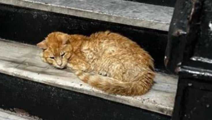 Il gatto randagio Otto si rifugia nella scala di un palazzo e cambia ...