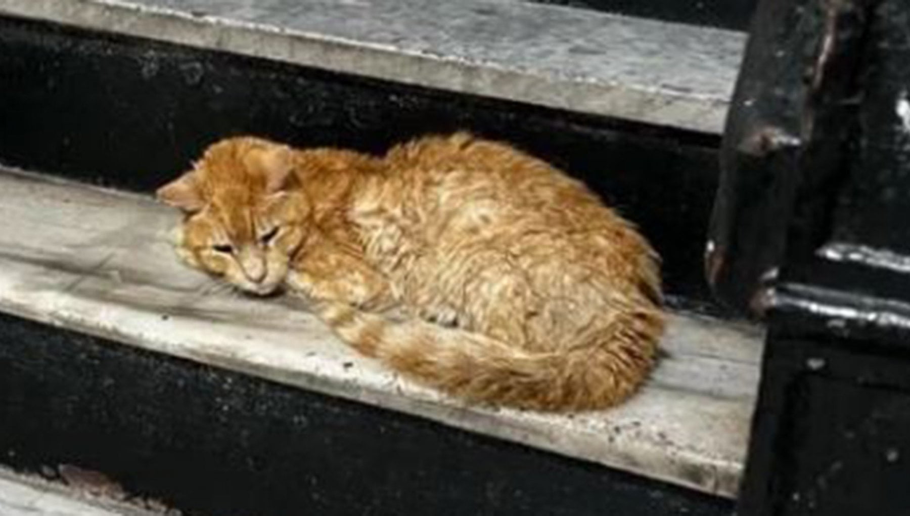 Il gatto randagio Otto si rifugia nella scala di un palazzo e cambia ...