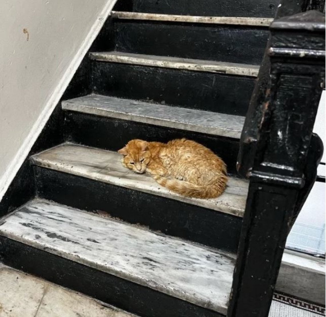 Il gatto randagio Otto si rifugia nella scala di un palazzo e cambia ...