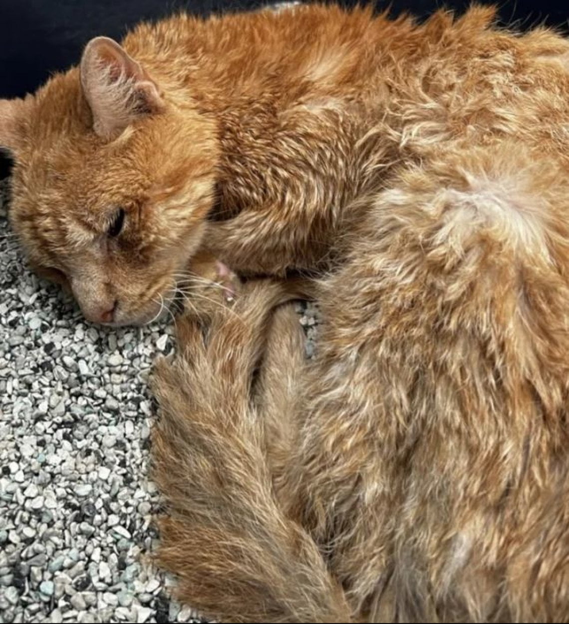Il gatto randagio Otto si rifugia nella scala di un palazzo e cambia ...