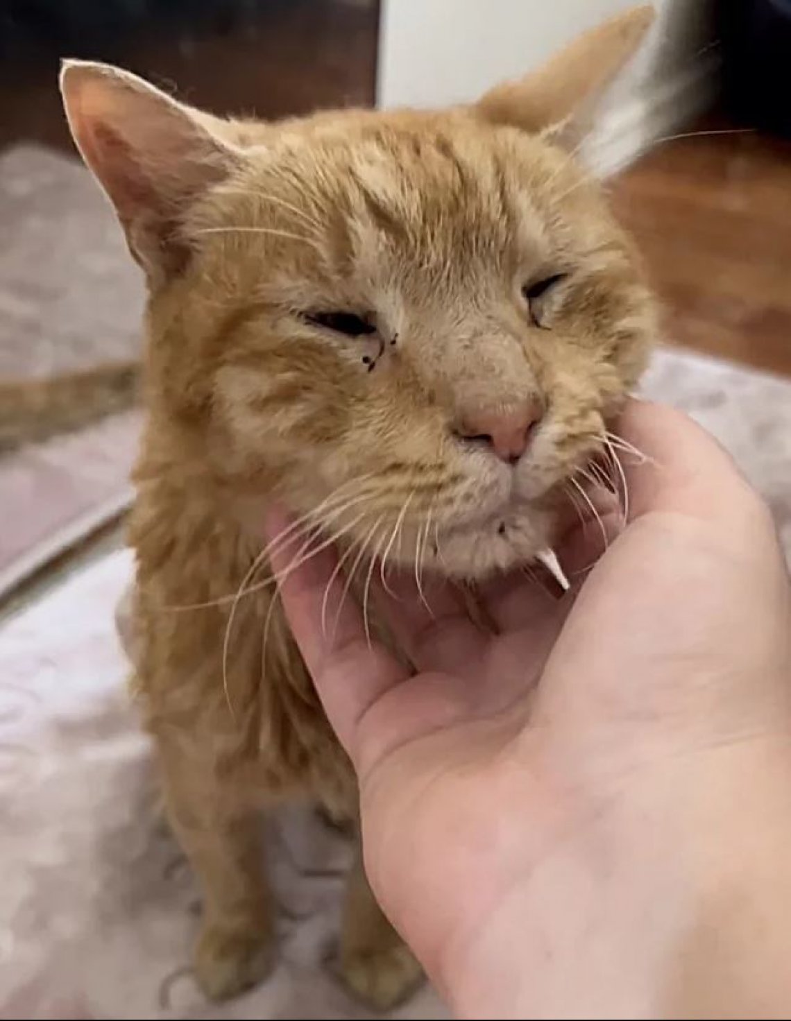 Il gatto randagio Otto si rifugia nella scala di un palazzo e cambia ...