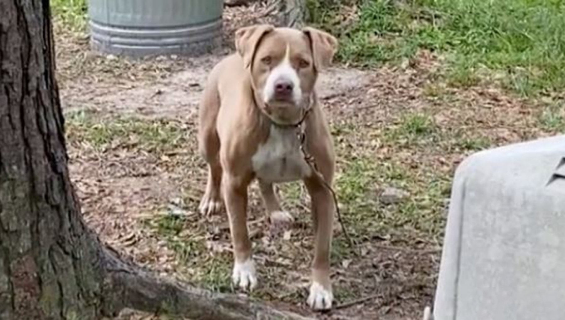 Comprano una casa e in giardino trovano il cane abbandonato dagli ex ...