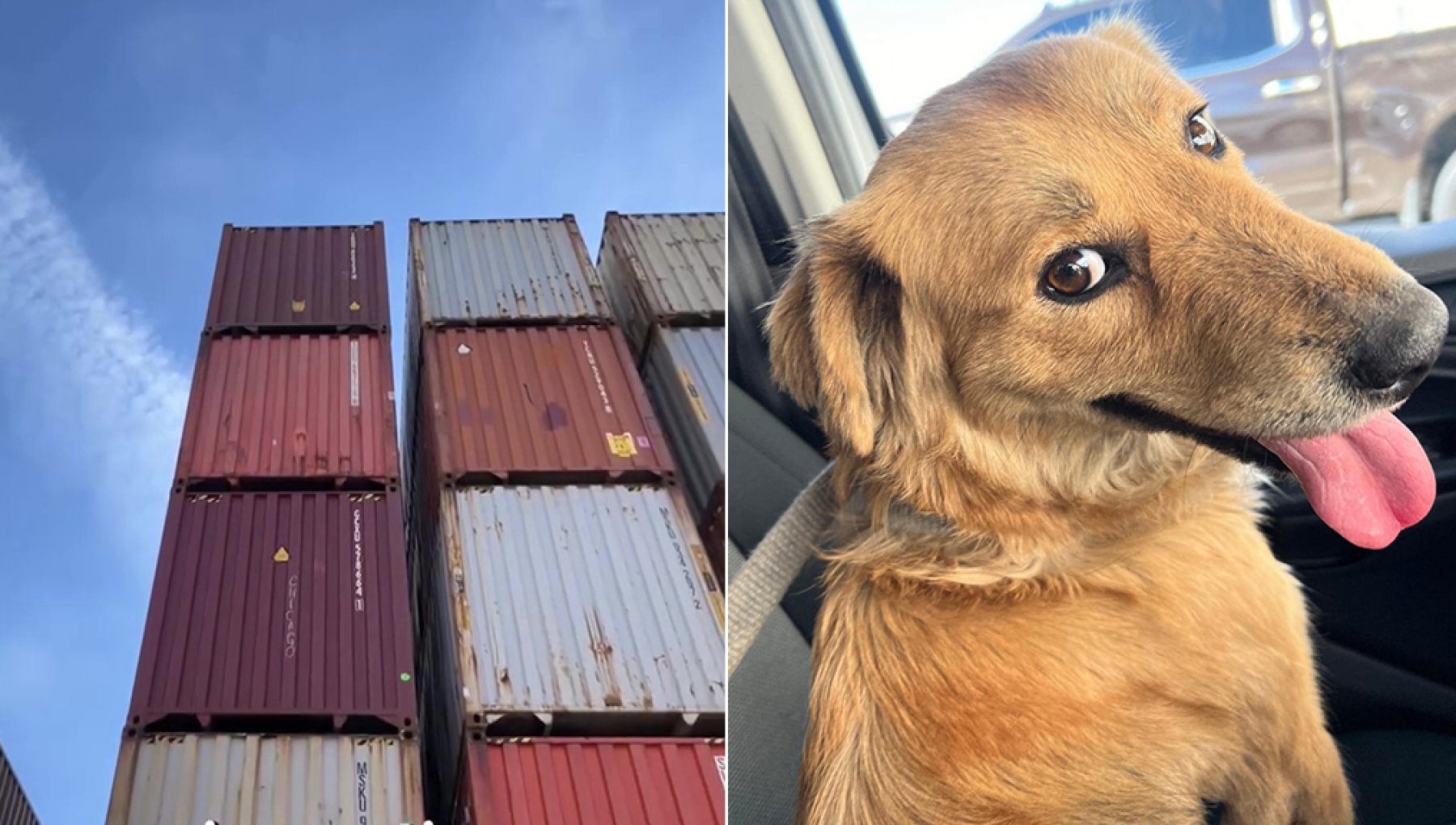 L'incredibile salvataggio di Connie, il cane intrappolato in un ...