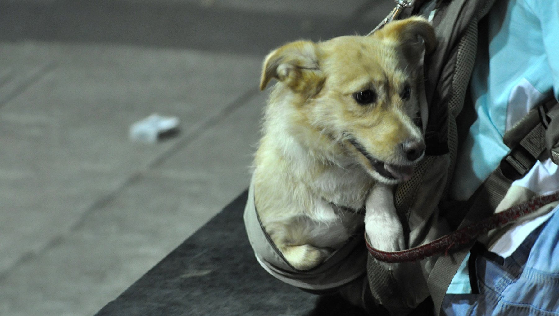 Così il cane Billy salva la vita a una senzatetto che dorme alla ...