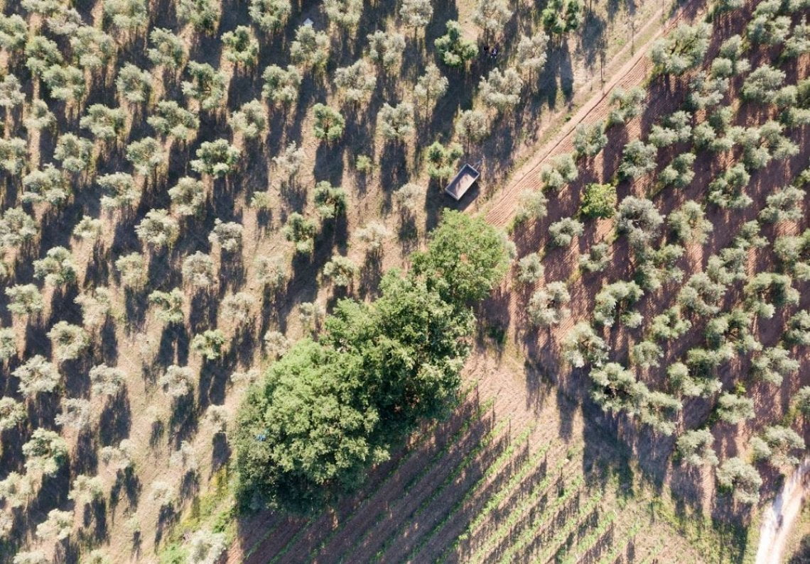 L'oliveta dell'azienda Il Bottaccio