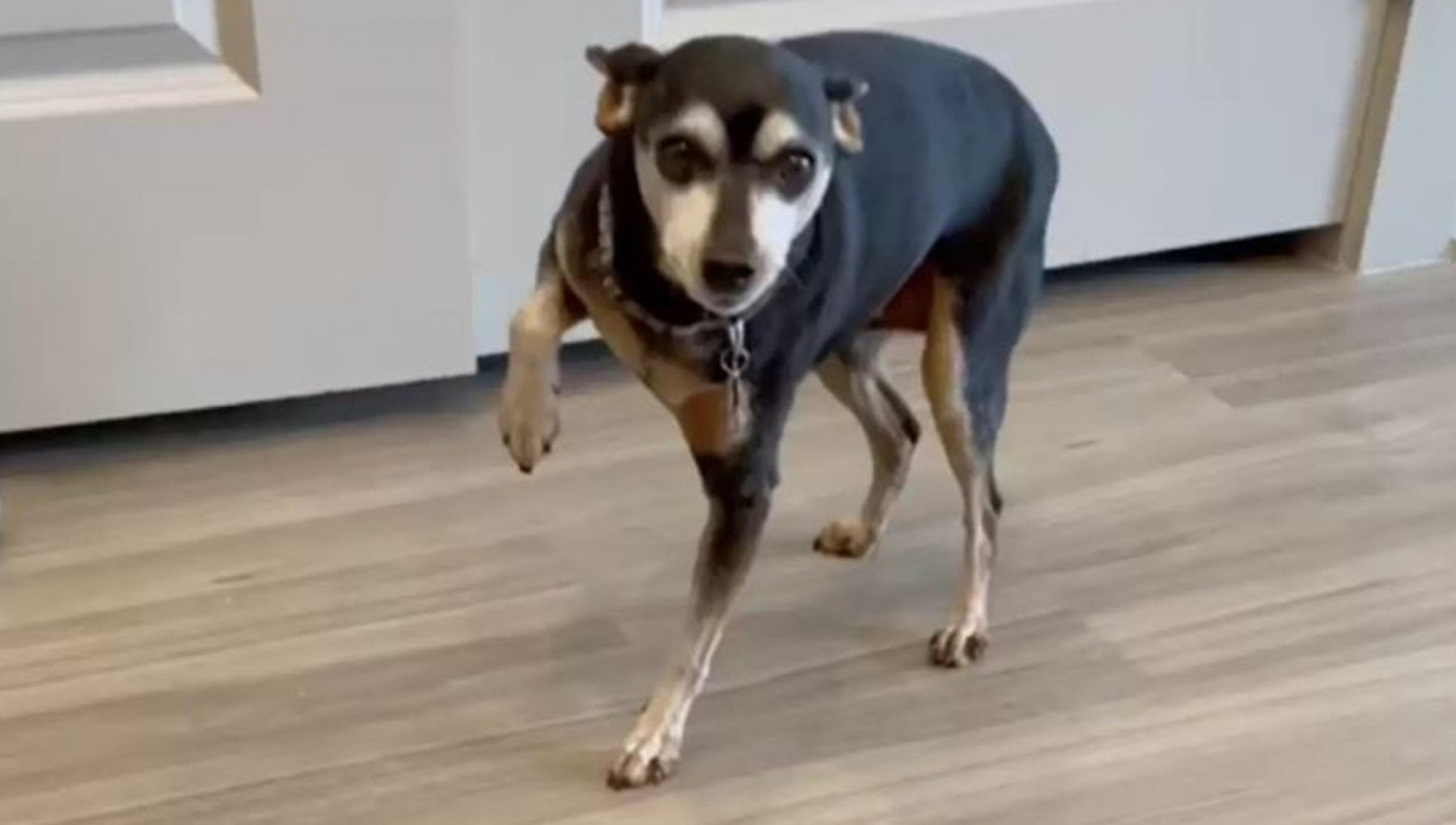 Il cane Piper zoppica e viene portato dal veterinario, ma la diagnosi