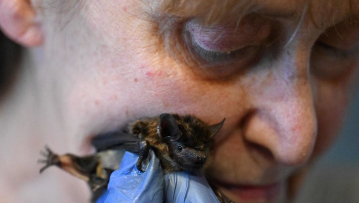Pipistrelli come gatti: la storia di Barbara Gorencka, che li ha accolti in casa