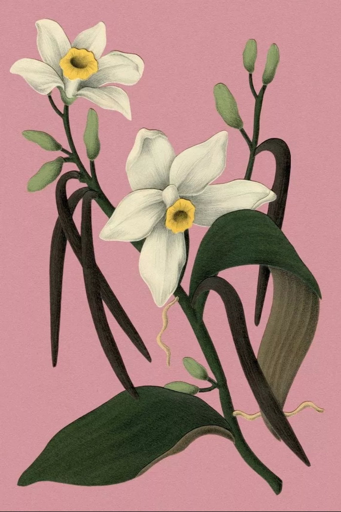 &nbsp;La vaniglia &egrave; il baccello dell&rsquo;orchidea planifolia. Tra le migliori quelle che crescono nel Madagascar del nord