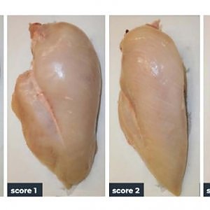 "Il 90% del petto di pollo venduto da Lidl colpito da white striping": ecco che cosa significa