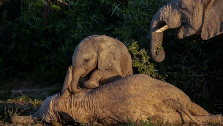 Flora e fauna selvatica protette dalla Cites, ma non dai governi