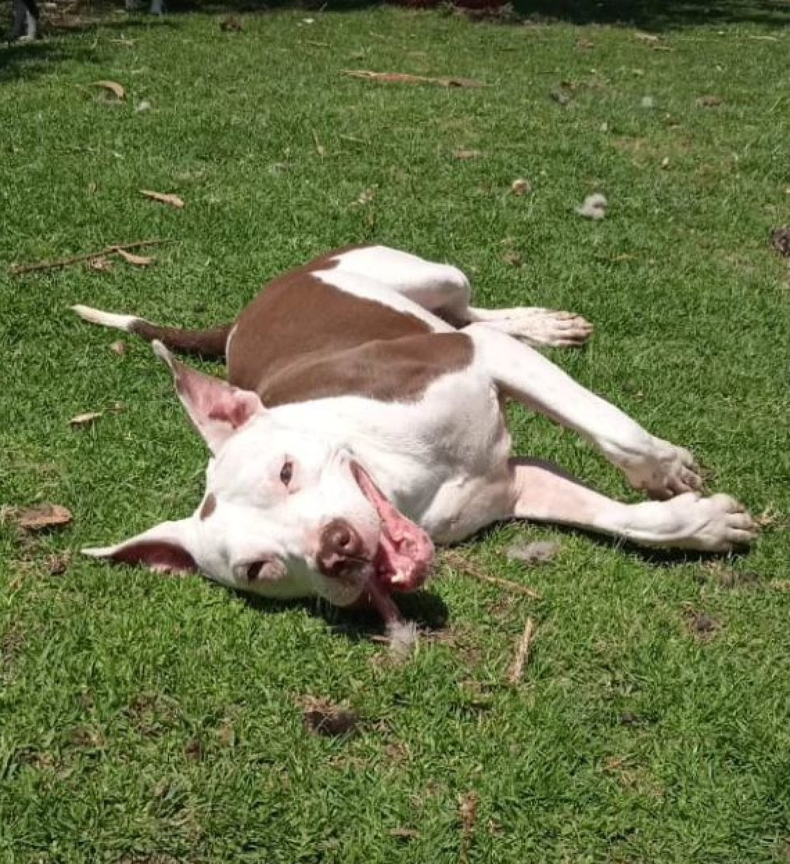 La trasformazione di Albus, il cane ferito in strada, dopo un mese è ...