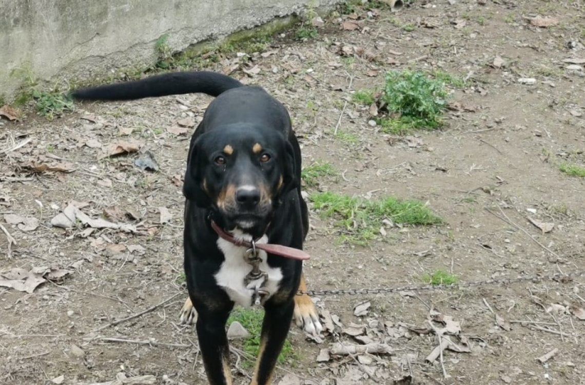 Cane sequestrato nell'Alessandrino: Tom era tenuto alla catena e senza ...