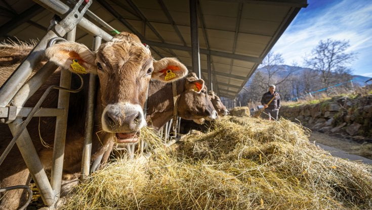 Massimo Bernardini, l'highlander del Bettelmatt in Alta Val Formazza