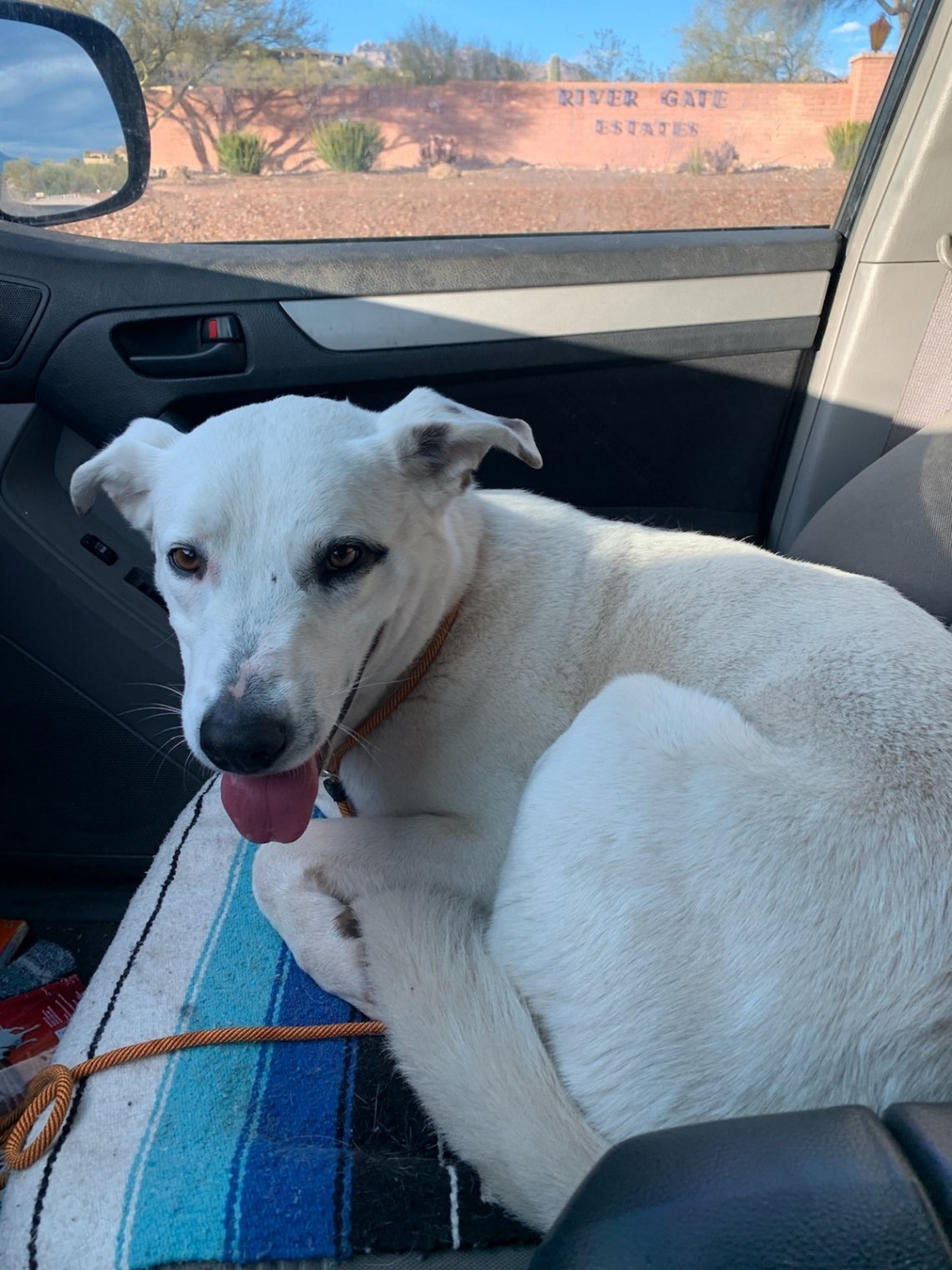 Il commovente salvataggio di Ghost, il cane che ha vissuto per nove ...