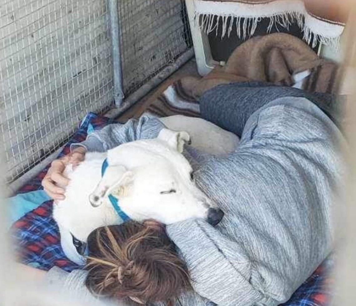 Il commovente salvataggio di Ghost, il cane che ha vissuto per nove ...