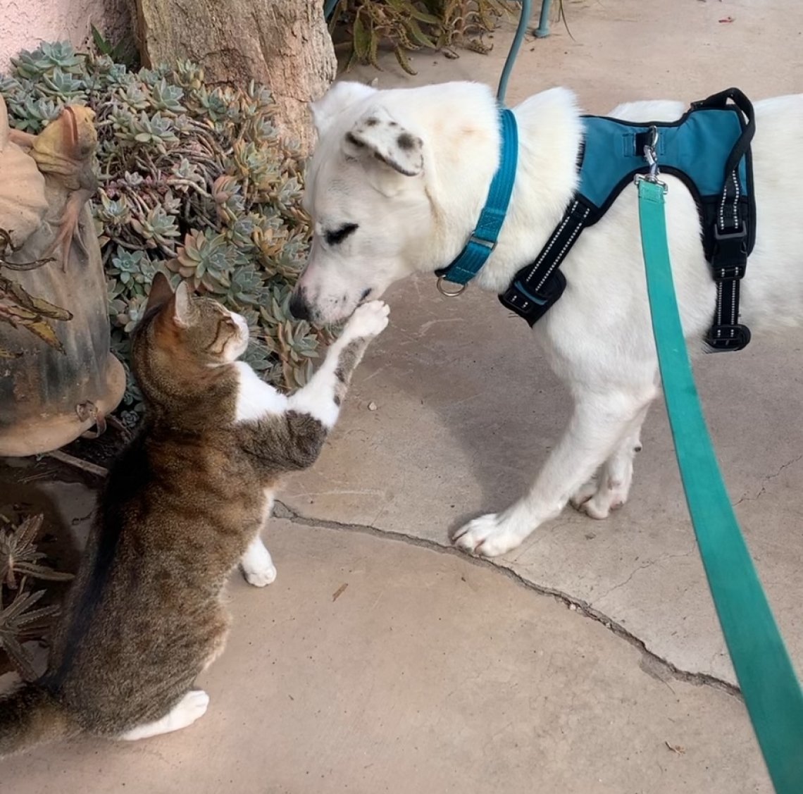 Il commovente salvataggio di Ghost, il cane che ha vissuto per nove ...