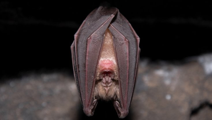 Pipistrello (foto: Nicol&ograve; Razeto/WWF Italia)