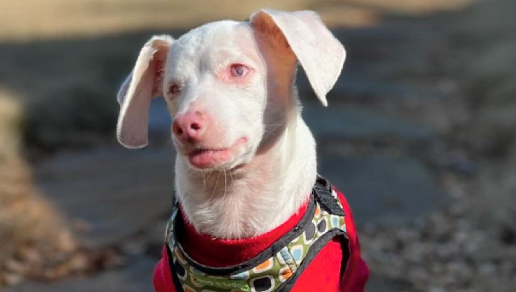 Piglet, il cane rosa sordo e cieco che insegna agli altri a vedere con ...
