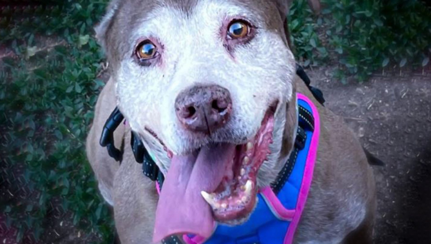 Il cane Ginger è invecchiato al rifugio aspettando un'adozione, poi un ...