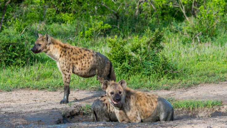 La jena &egrave; uno dei mammiferi in cui la femmina &egrave; pi&ugrave; grande del maschio