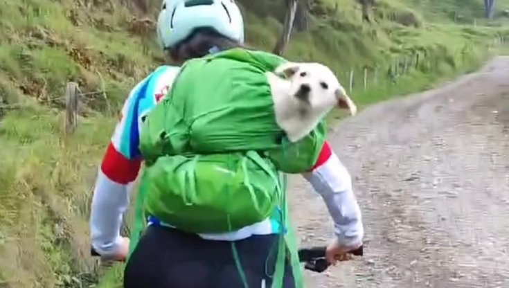 Così la ciclista salva un cucciolo di cane solitario in montagna e gli ...