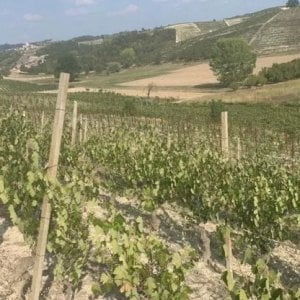 Crisi climatica, in Italia a rischio il 90% della viticoltura in pianura e nelle coste
