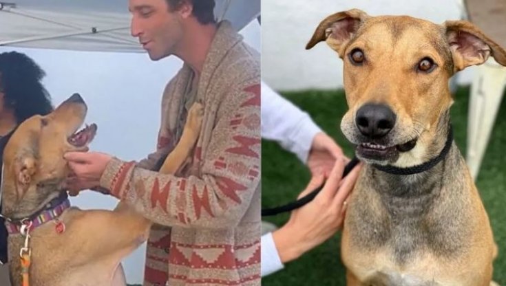 La gioia di un cane adottato dopo 500 giorni in canile per Alexander un ...