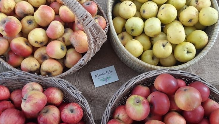 Studiava restauro, adesso riscopre le antiche varietà di frutta