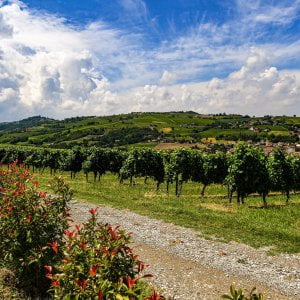 Vino, è biologico un vigneto su cinque ma i consumatori non lo comprano 