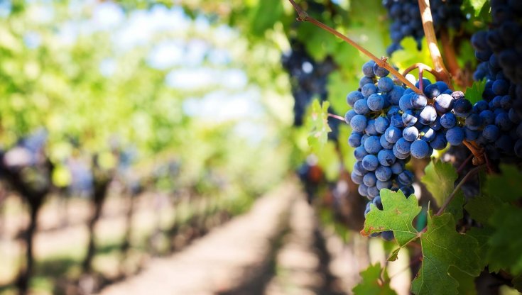Nasce Vinra.it, il sito per le aziende del vino per comunicare la sostenibilità