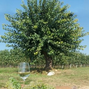 Nelle terre del Lugana un progetto di vita e di cantina
