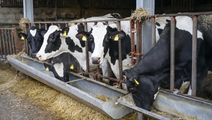 Aviaria negli allevamenti da latte negli Usa: dobbiamo preoccuparci anche qui?